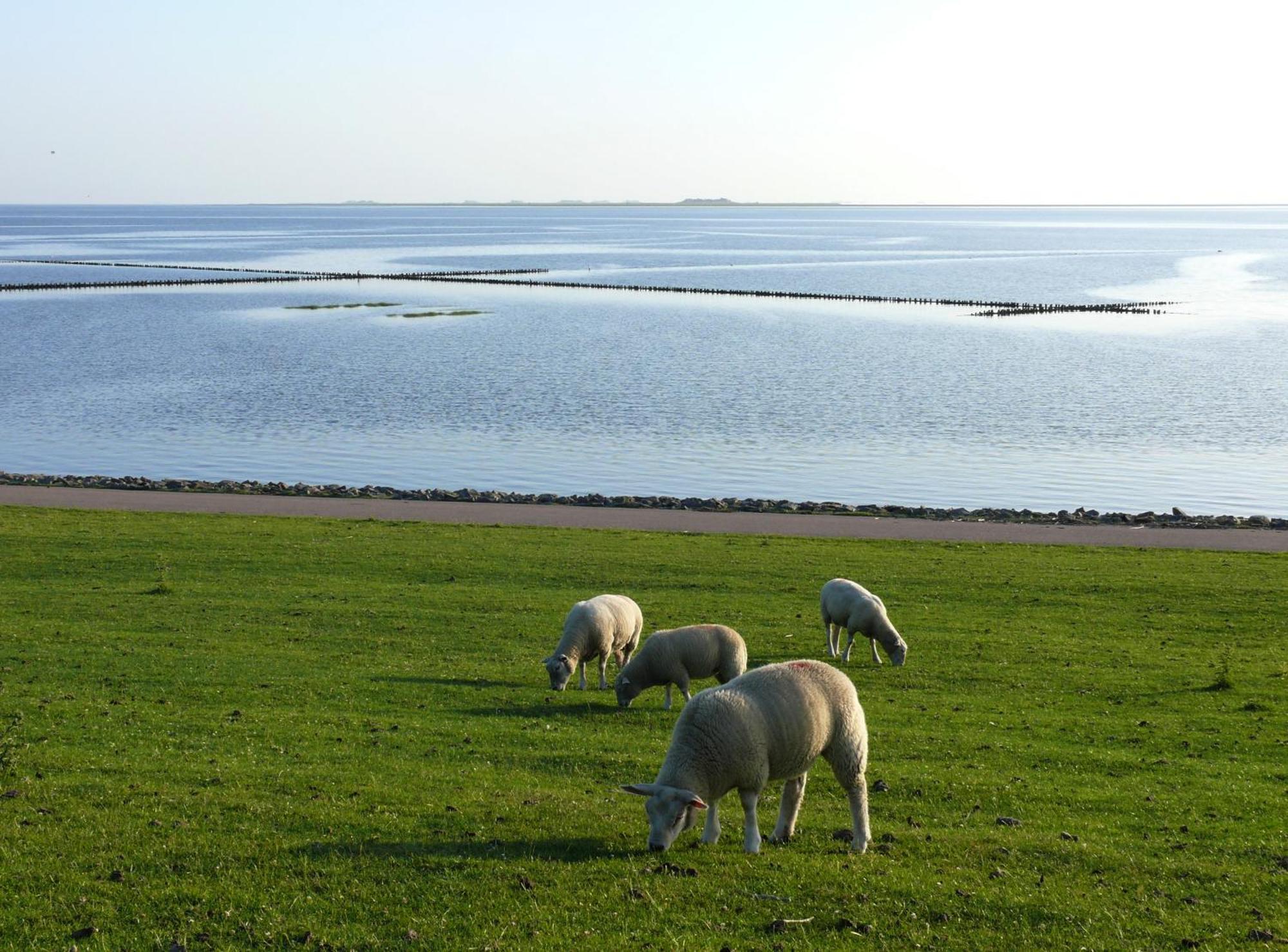 Haus Halligblick, Ferienwohnungen Am Wattenmeer, Whg Langenness 다게불 외부 사진